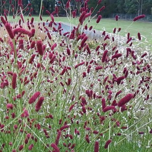 Sanguisorba 'Cangshan Cranberry' - Punanupp 'Cangshan Cranberry'